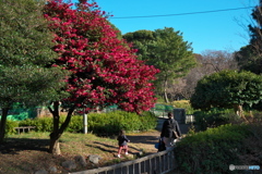 山茶花咲く散歩道 ③
