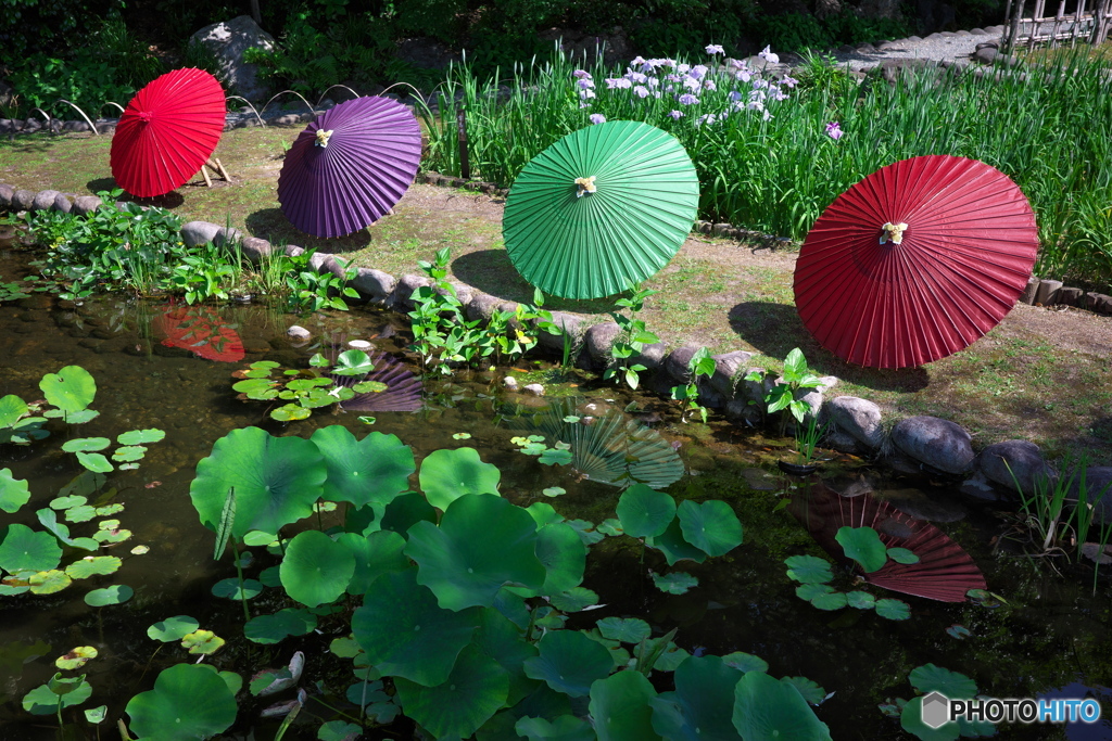 和傘と花菖蒲 ⑥