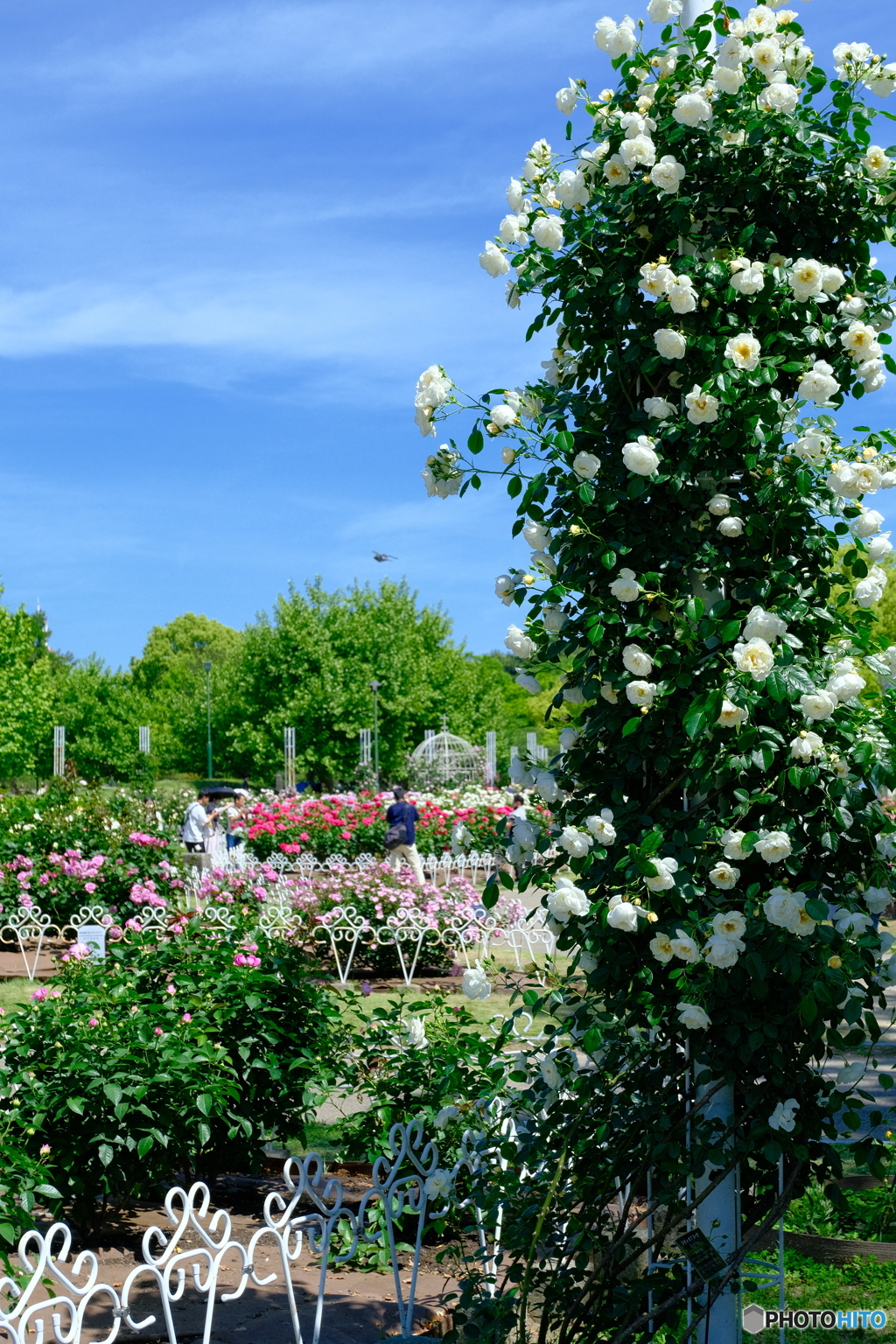 鶴舞公園の薔薇 ⑦