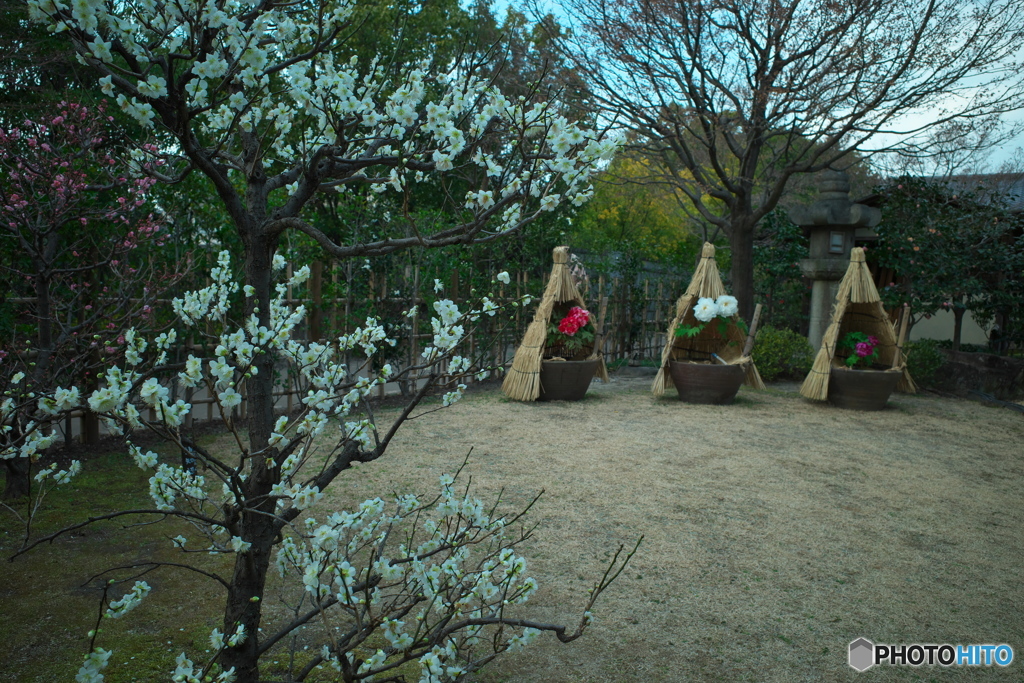 春の庭園３ ～ 梅と牡丹