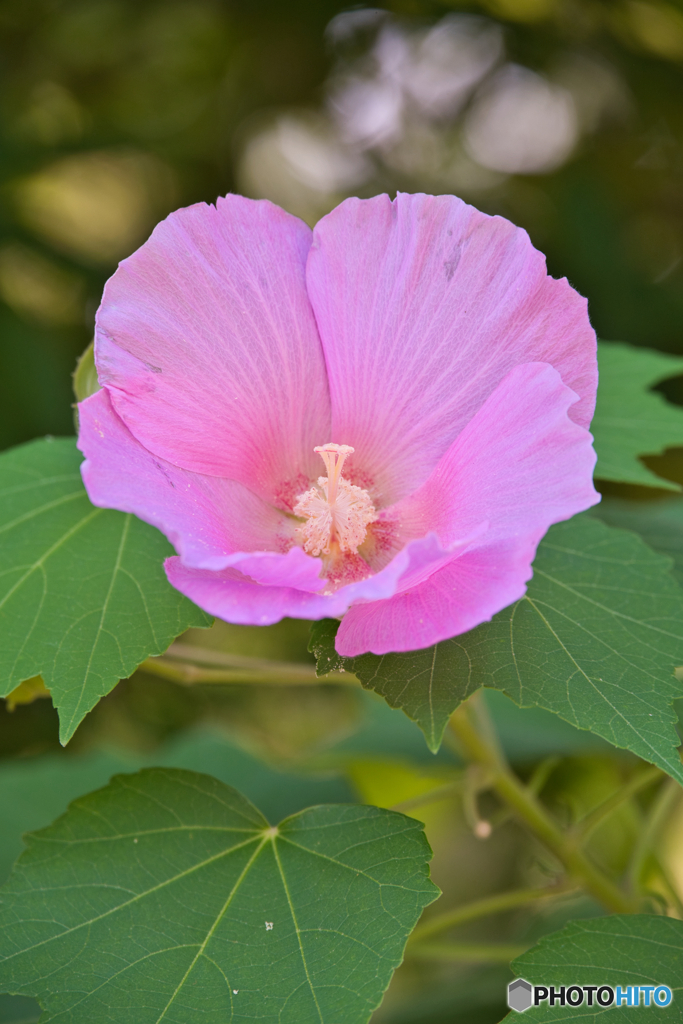 鶴舞公園 芙蓉 ④