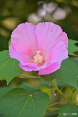 鶴舞公園 芙蓉 ④