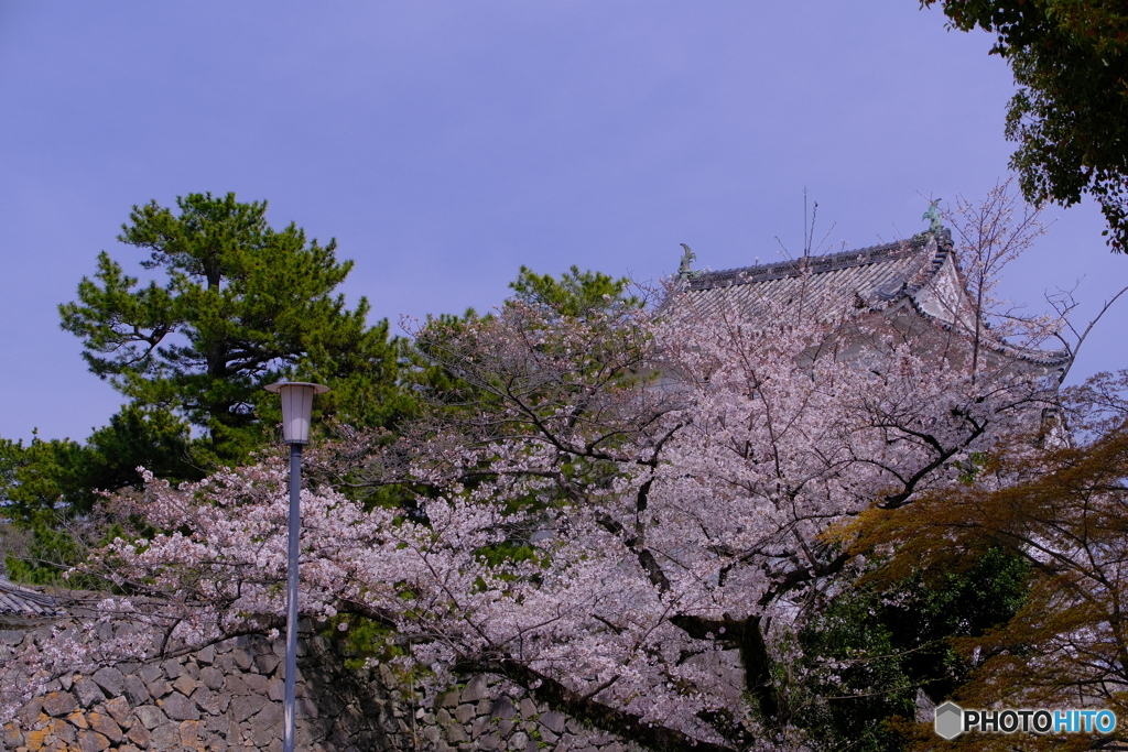 桜 × 名古屋城 　さくらまつり ②