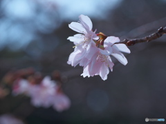 冬の庭園散歩 名城公園 ①