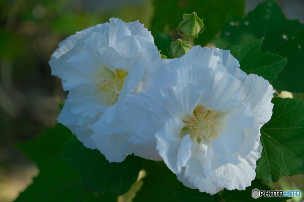 鶴舞公園の酔芙蓉 ④