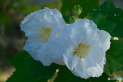 鶴舞公園の酔芙蓉 ④
