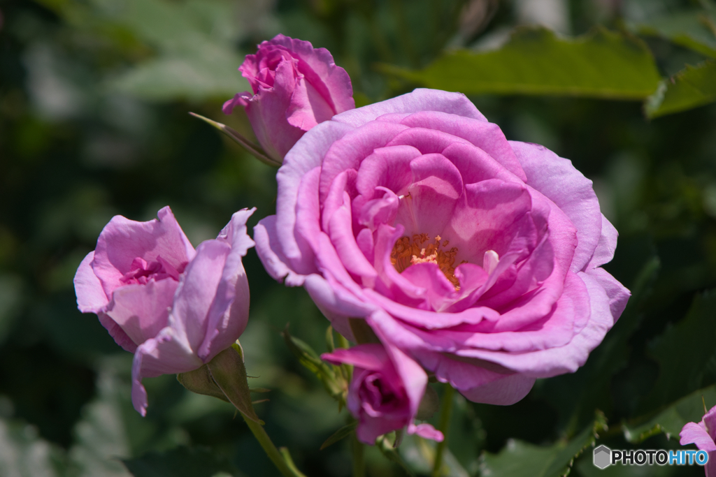 薔薇園 散策 ②