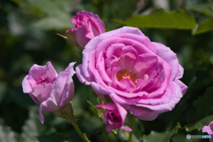 薔薇園 散策 ②