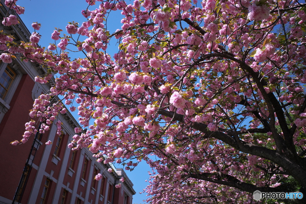 サトザクラ６ 〜 赤煉瓦と八重の桜