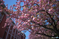 サトザクラ６ 〜 赤煉瓦と八重の桜