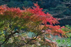 庄内川と紅葉 ①