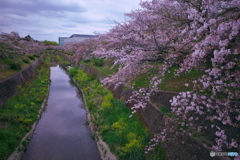 川面(かわも)の彩り５