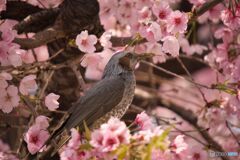 ヒヨドリと大寒桜 ①