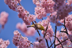 オオカンザクラにメジロ ②