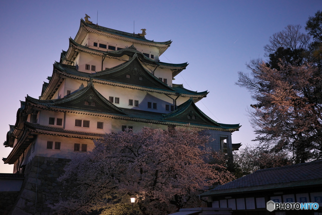 城と夜桜 ①