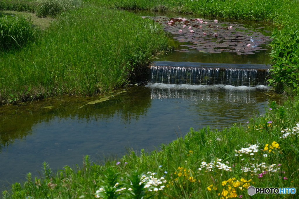 光あふれる庭 ③