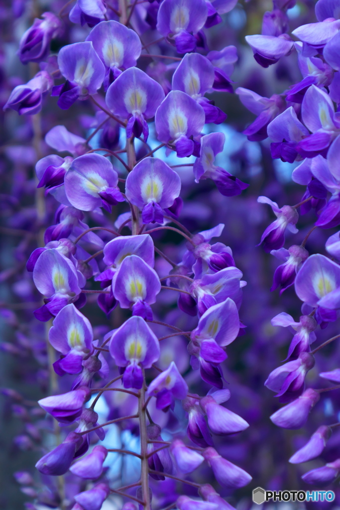 藤の回廊 2021 ④