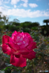 秋晴れの薔薇園 ②