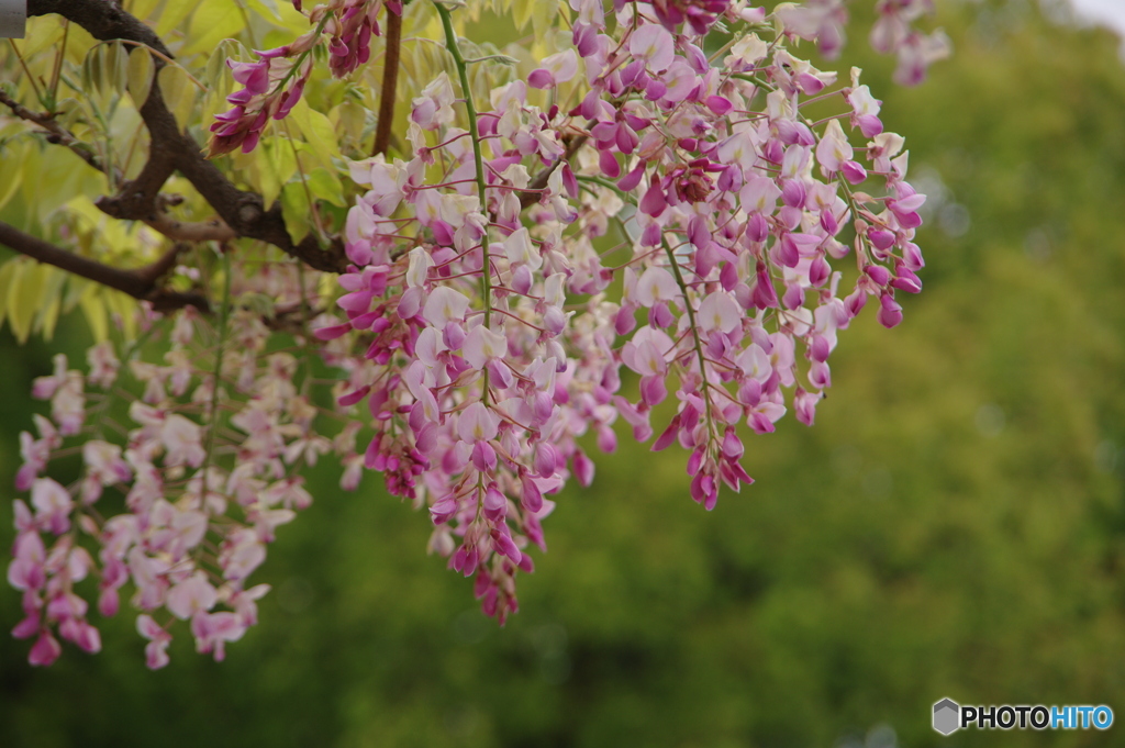 名城公園の藤２