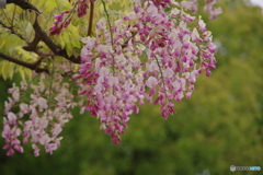 名城公園の藤２