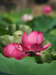 鶴舞公園の蓮１