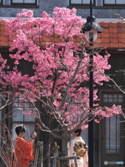 桜と大正ロマン ②
