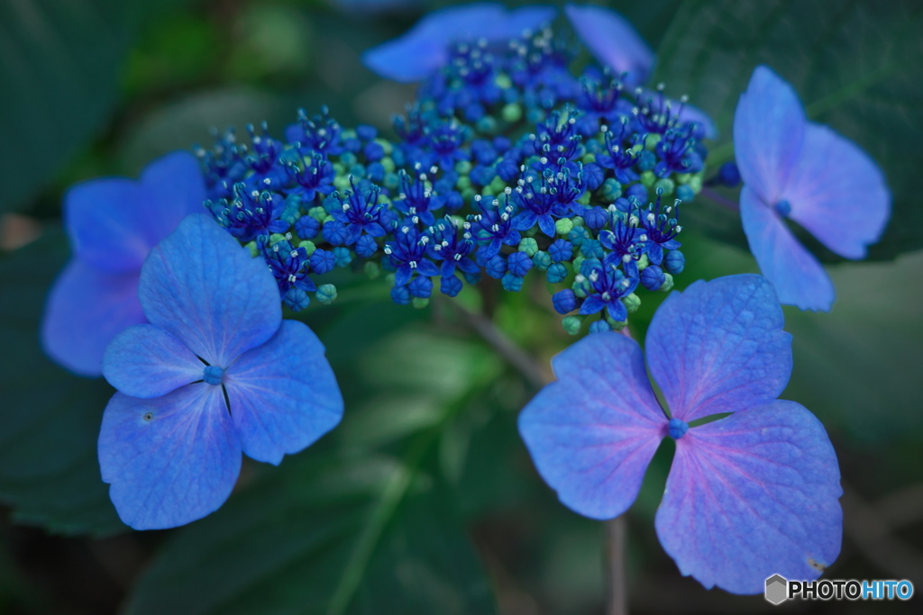 紫陽花の散歩道 ①