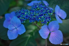 紫陽花の散歩道 ①