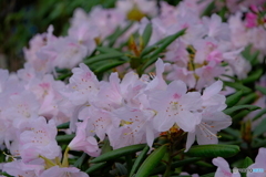 東山動植物園 しゃくなげの森 ②