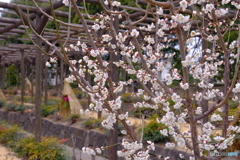 梅 咲き始めました ④