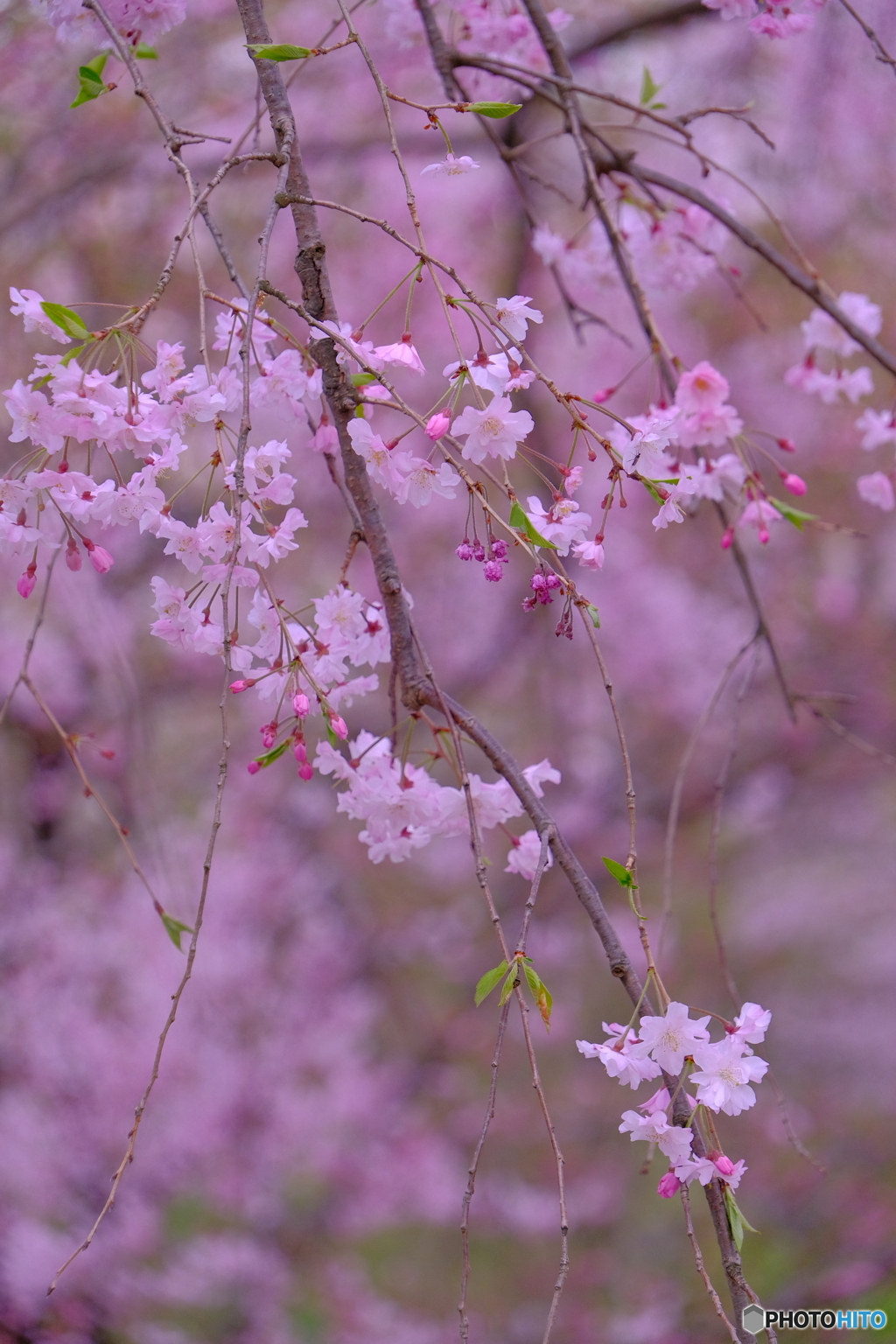 東山動植物園 桜の回廊 ②