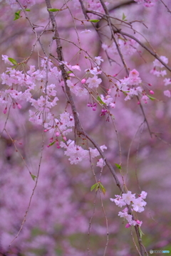 東山動植物園 桜の回廊 ②