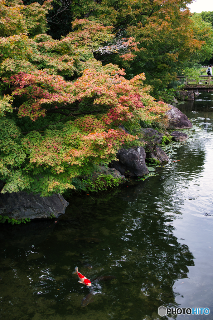 初秋の白鳥庭園 ④