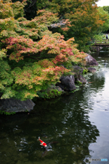 初秋の白鳥庭園 ④