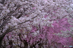 東山動植物園 桜の回廊 ①