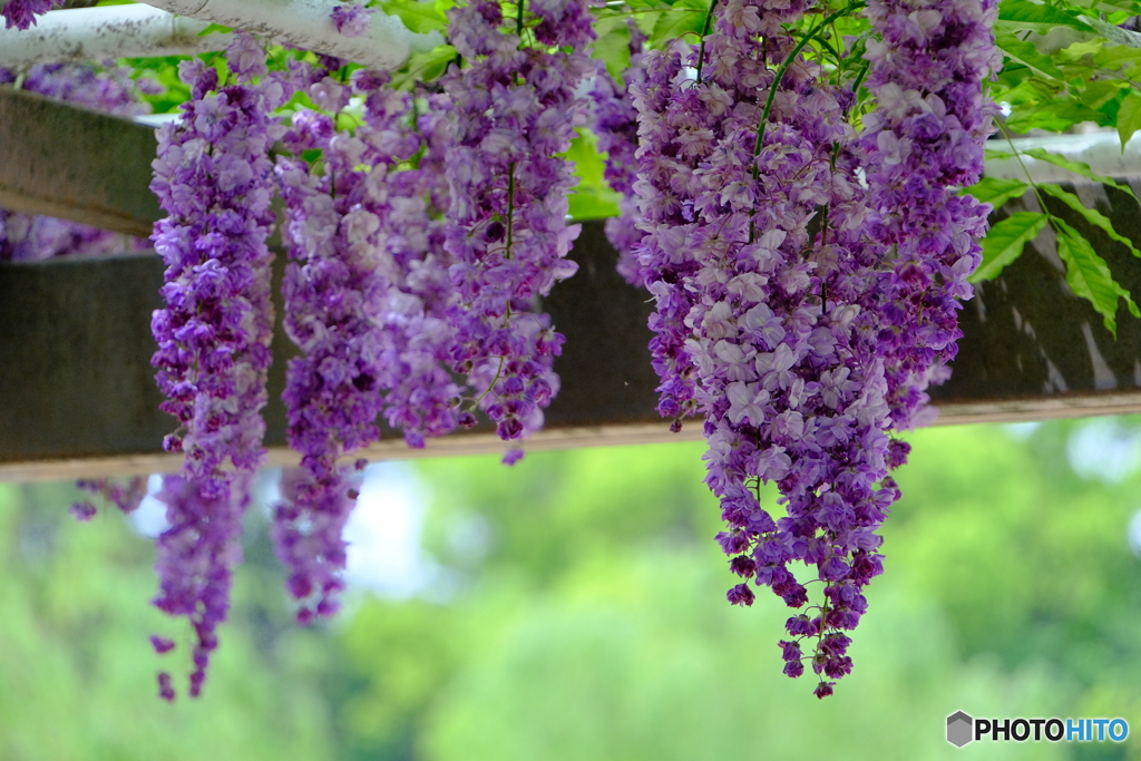 名城公園 藤の競演 ⑦
