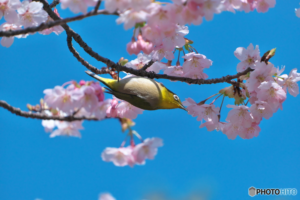 メジロと大寒桜 ①