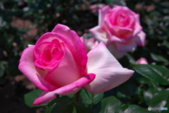薔薇園散策 ①