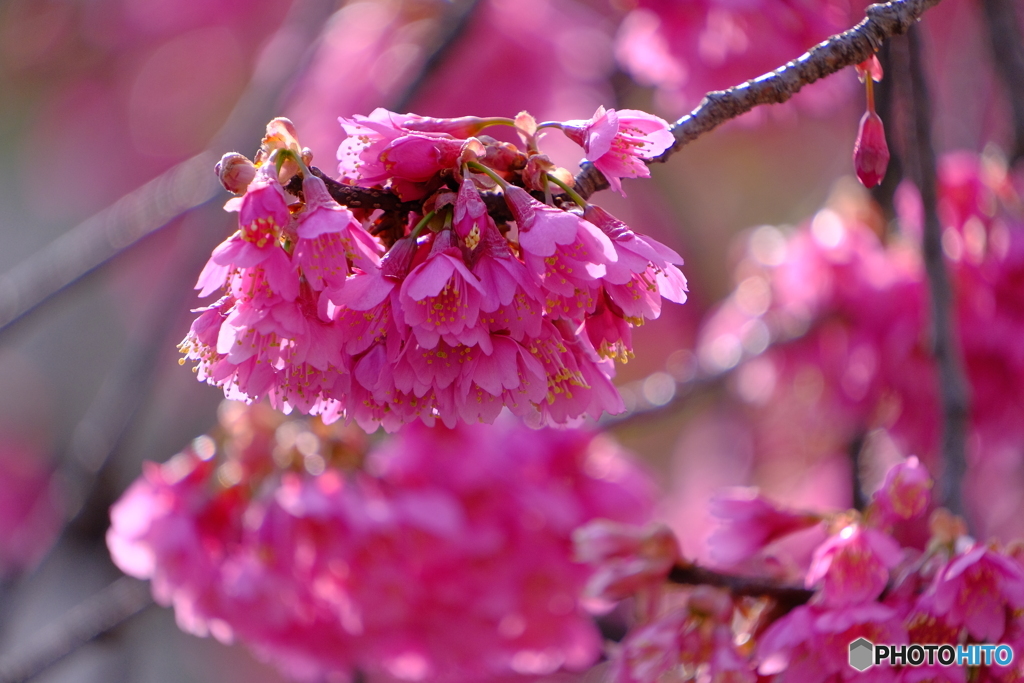 寒緋桜 ④