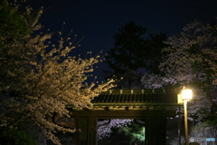 城と夜桜 ④