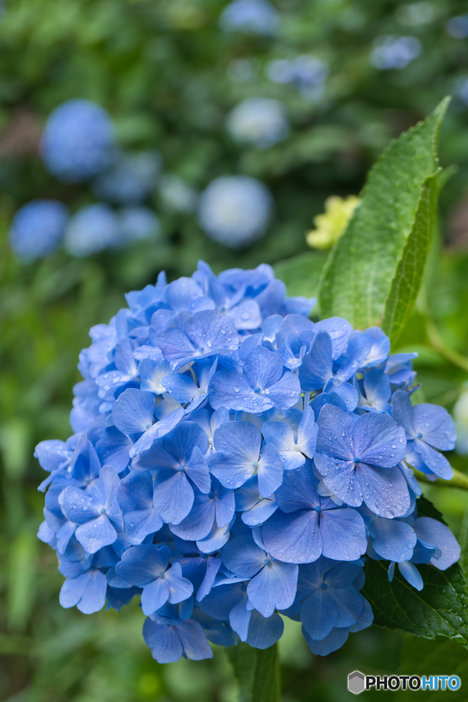雨の紫陽花 ③