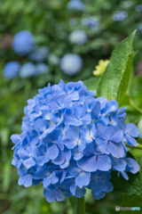 雨の紫陽花 ③