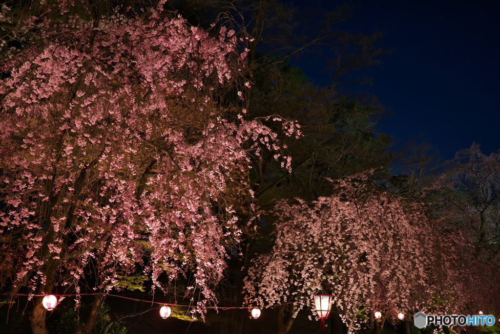 城と夜桜 ⑥