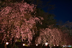 城と夜桜 ⑥