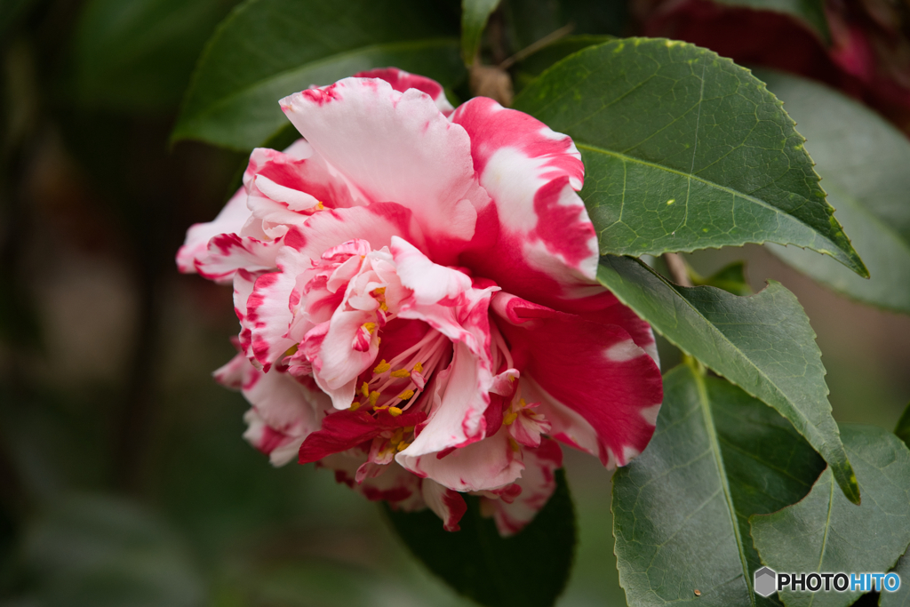 徳川園のお正月 2026 ⑤