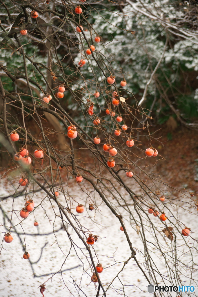 雪の朝 ④