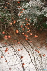 雪の朝 ④