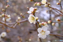 梅 咲き始めました ①