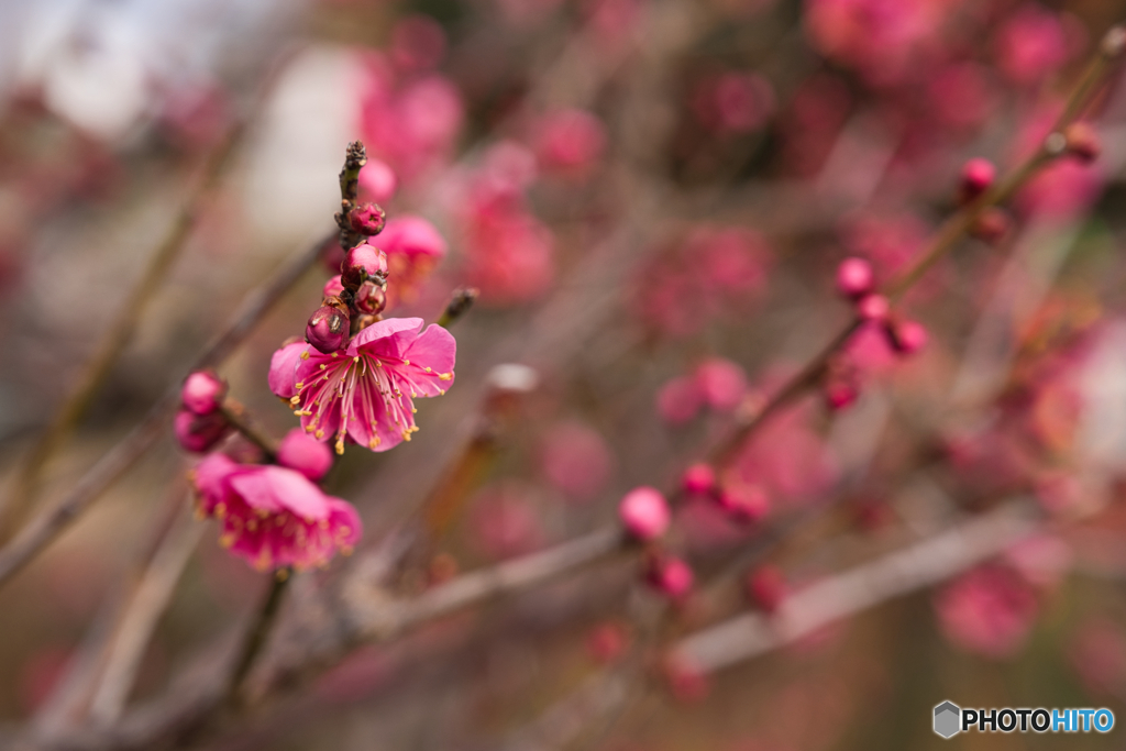 名城公園 梅まつり ①