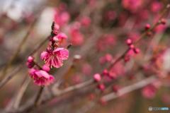 名城公園 梅まつり ①